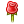 Rose Rose